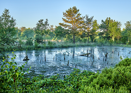 Großes Moor in Beverstedt (Cuxland Tourismus/F. Trykowski)